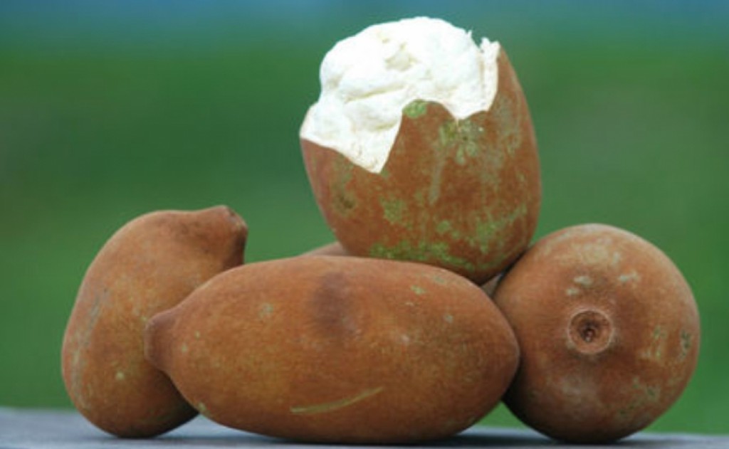 Pesquisa analisa a substituição do milho pelo farelo de cupuaçu na dieta de búfalos no AM