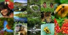 Estudo com apoio do governo do Estado pretende identificar as principais vantagens competitivas da Amazônia