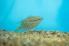 Pesquisa busca identificar características comportamentais em peixe ornamental da Amazônia