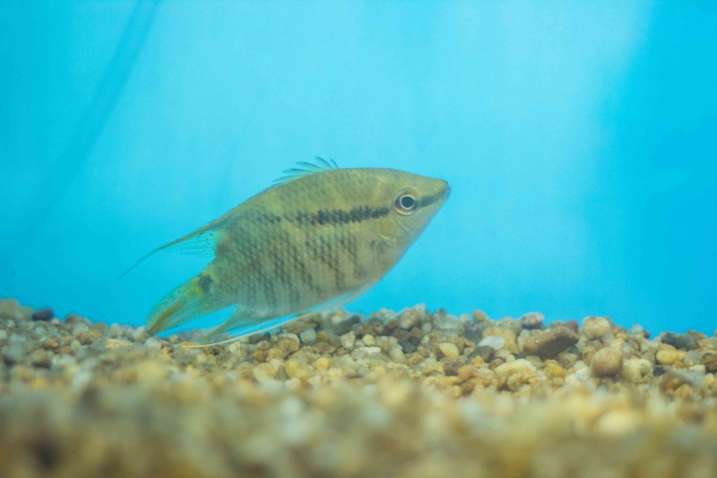Pesquisa busca identificar características comportamentais em peixe ornamental da Amazônia