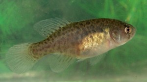 Pesquisa revela que o desmatamento reduz tamanho de peixes na Amazônia