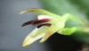 Bolsista do Inpa descobre novas espécies de orquídeas na Amazônia brasileira