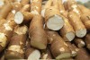Cultivo de mandioca com uso de tecnologias permite aumento de produtividade acima de 150% no AM