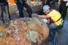 Cientistas descobrem recifes ocultos na foz do Rio Amazonas