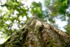 Embrapa terá R$ 33,7 milhões para projetos de conservação da Amazônia