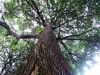 Fungo descoberto em castanheiras pode ter atividade bactericida