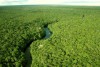 Mundo está mais verde hoje do que há 30 anos, diz estudo