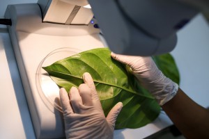 Estudo com plantas amazônicas auxilia elaboração de novos fármacos contra infecções bacterianas