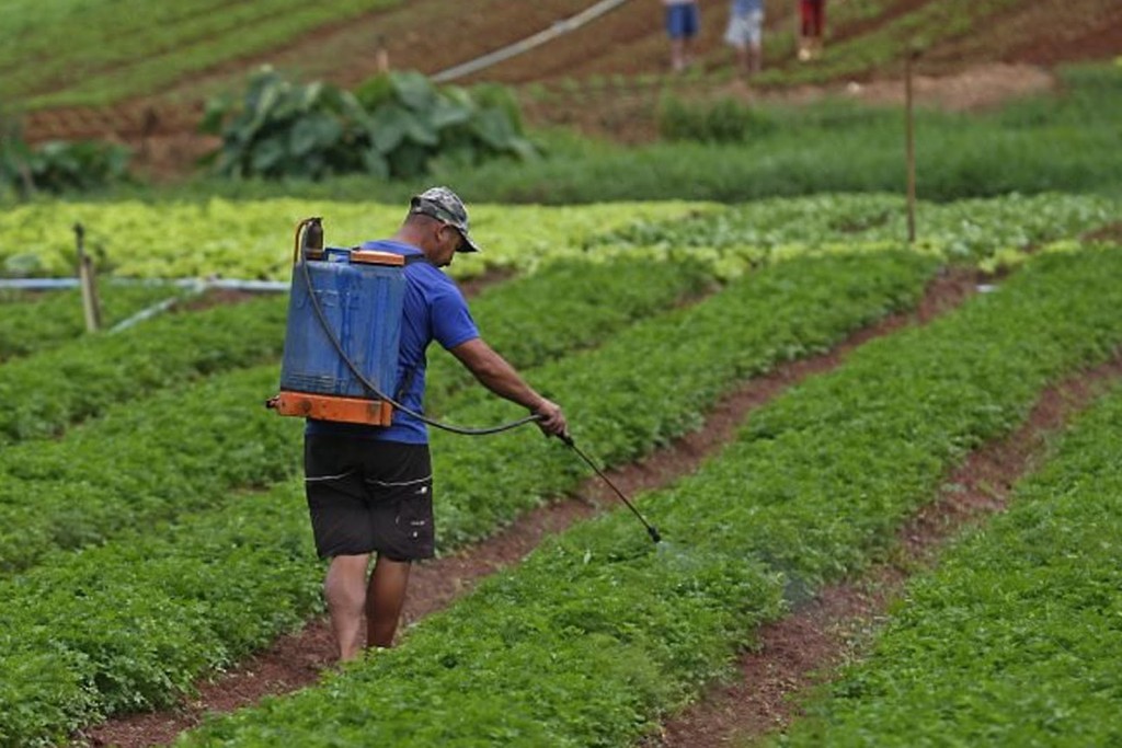 Estudo pretende desenvolver inseticida a base plantas para lavouras e plantações agrícolas