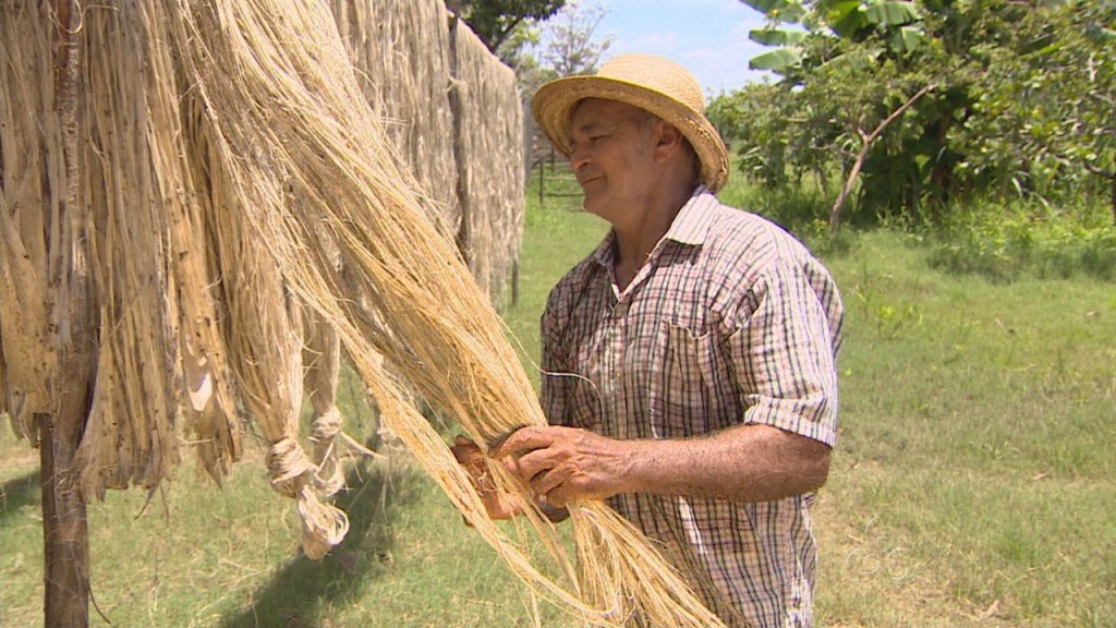 Workshop debaterá estratégias de produção de juta e malva no Amazonas