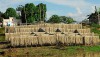 Estudo conta a história da cultura de juta e malva no Brasil
