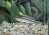 Pesquisa identifica tamanho para captura de peixe da Amazônia
