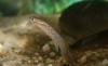 Pesquisa revela que o desmatamento reduz tamanho de peixes na Amazônia