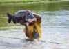 Pesquisa analisa a utilização de ozônio para conservação do tambaqui no Amazonas
