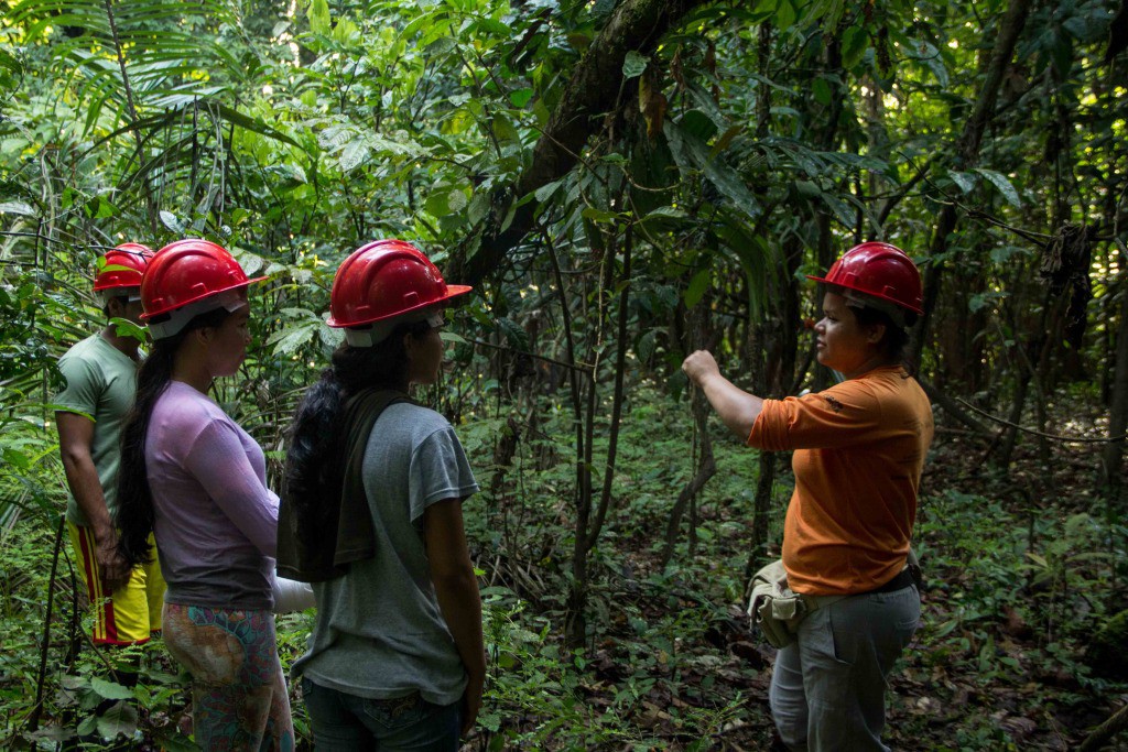 Pesquisadores analisam produtividade de andiroba em comunidades tradicionais no interior do Amazonas