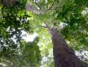 Primeiro censo mundial de plantas revela que mais de 20% estão em perigo