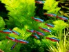 Estudo deve contribuir com geração de emprego e renda a partir da retomada da pesca ornamental em Barcelos no AM