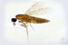 Pesquisadores da Fiocruz descobrem nova espécie de mosquito