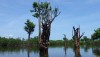 Mudanças climáticas podem levar à exclusão de espécies arbóreas em áreas úmidas na Amazônia