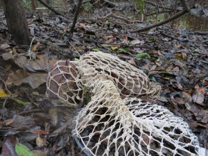 Conhecimento tradicional contribui para novo método de pesquisa para captura de pacas na Amazônia