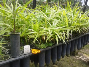 Pesquisa pretende contribuir com a conservação da espécie açaí-do-Amazonas em Estados da Amazônia Ocidental