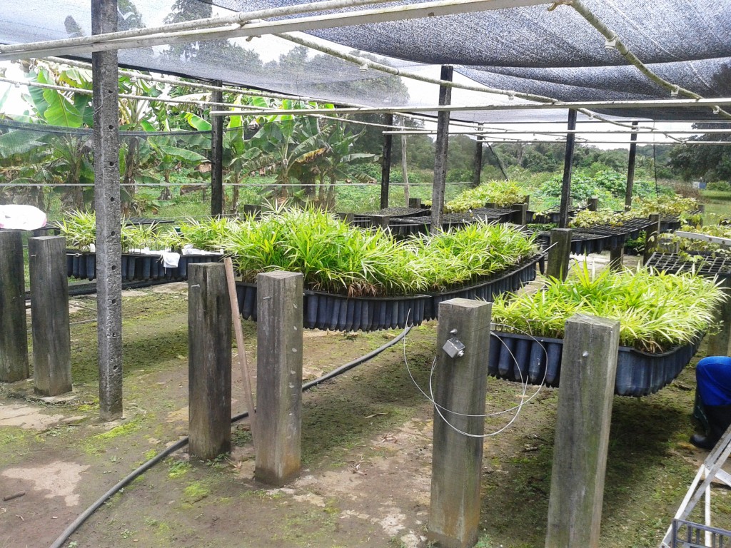 Pesquisa pretende contribuir com a conservação da espécie açaí-do-Amazonas em Estados da Amazônia Ocidental