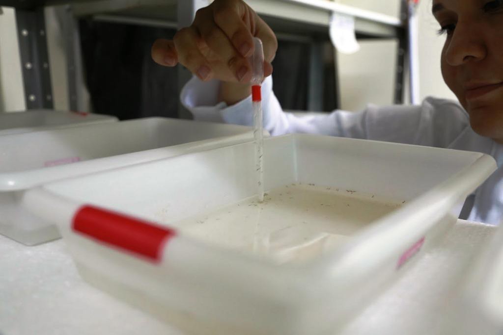 Criação do principal vetor da malária na Amazônia, em laboratório, ajudará em pesquisas sobre o combate e controle da doença na região amazônica