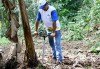 Desperfilhador para bananeiras já pode ser encontrado no mercado