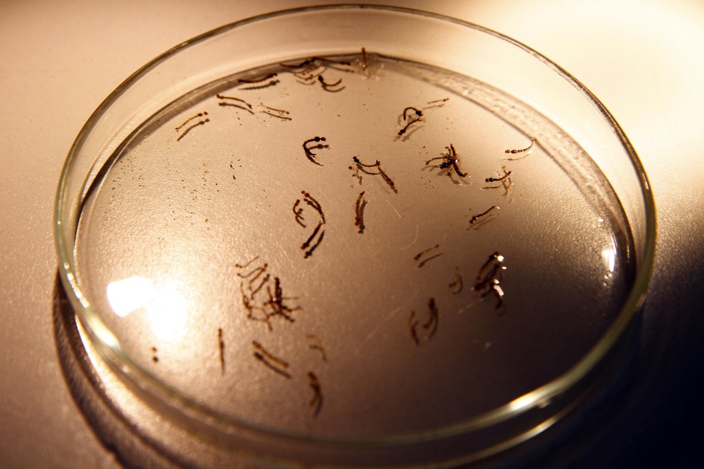 Biolarvicida obtido do bagaço da cana mata larvas de Aedes aegypti