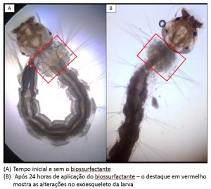 Biolarvicida obtido do bagaço da cana mata larvas de Aedes aegypti