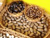 Com apoio da Fapeam, Manaus sedia 1º Seminário de Atualização em Produção de Sementes Florestais