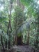 Floresta
