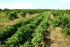 Cobertura Vegetal  entre plantio de citros