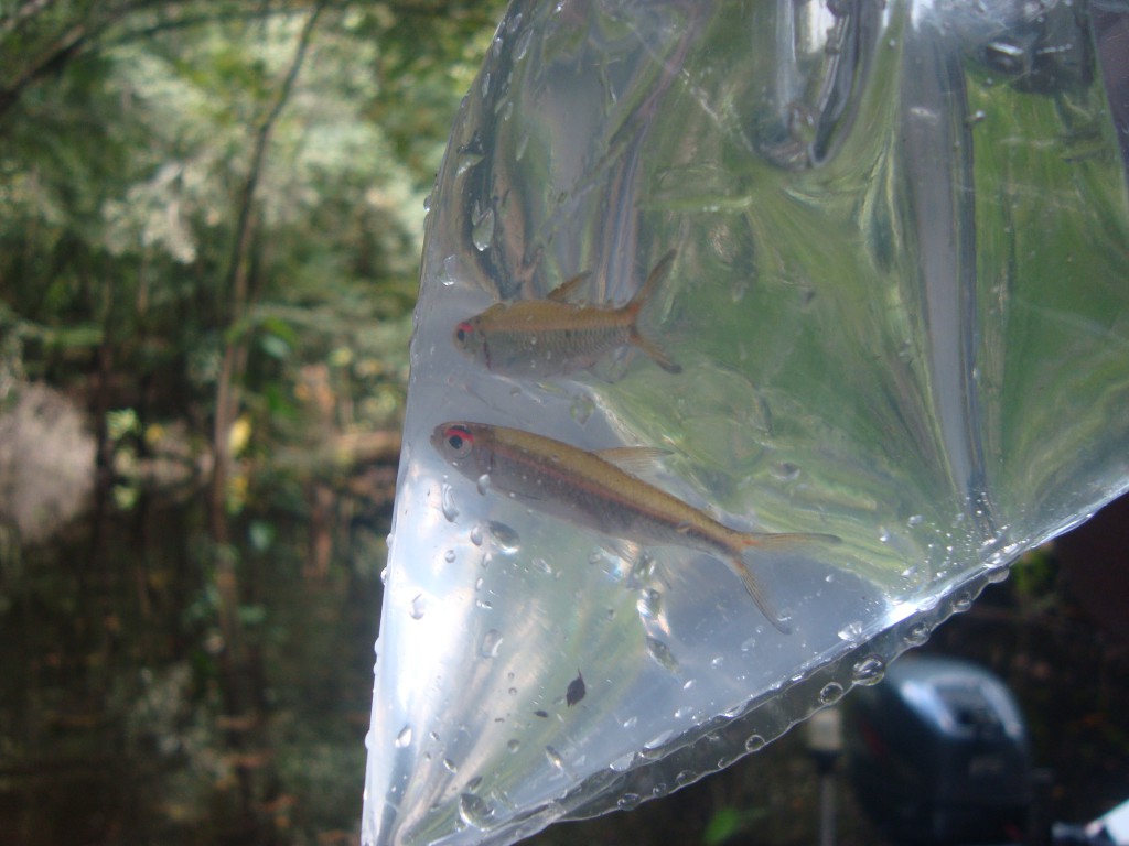Experimento com peixes em sacos para observação