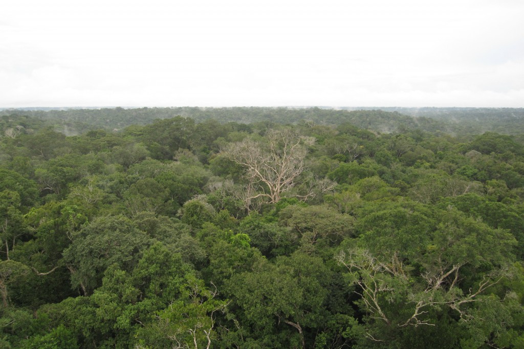amazônia