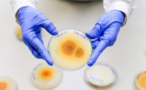 Imagem da notícia - Estudo analisa fungos encontrados em solos da Amazônia para combater o Aedes aegypti