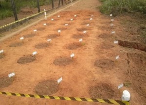 Imagem da notícia - Estudo fomentado pela Fapeam analisou o comportamento da matéria orgânica do lodo de esgotos aplicados no  solo