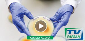 Imagem da notícia - TV FAPEAM VÍDEO – Estudo analisa fungos encontrados em solos da Amazônia para combater o mosquito da dengue