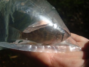 Imagem da notícia - Pesquisa analisa importância dos peixes amazônicos na ciclagem de nutrientes
