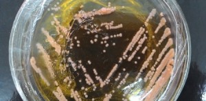 Imagem da notícia - Corante natural a partir de fungos encontrados em frutos amazônicos