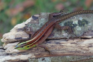 Imagem da notícia - Mudanças climáticas globais influenciam os riscos de extinção de espécie de lagarto da Amazônia