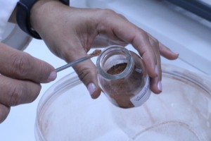 Imagem da notícia - Plantas amazônicas podem auxiliar no tratamento de inflamações uterinas e obesidade