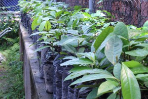 Imagem da notícia - Pesquisa busca estratégias para o desenvolvimento da cadeia produtiva do óleo essencial de pau-rosa no Amazonas