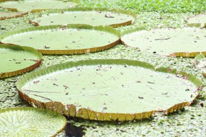 Imagem da notícia - Estudo químico é realizado em Plantas Alimentícias Não Convencionais da região Amazônica