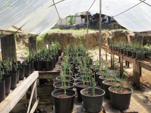 Imagem da notícia - Óleo essencial como alternativa biotecnológica de controle de doenças em hortaliças cultivadas