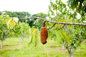 Imagem da notícia - Pesquisa aponta meios para combater pragas e doenças no cultivo do cupuaçu no Amazonas