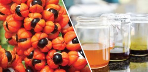 Imagem da notícia - Fapeam apoia pesquisa de fitocosméticos com atividades antimicrobiana, antioxidante e fotoprotetora