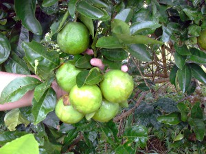 Imagem da notícia - Novas alternativas para produção de laranja são desenvolvidas em pesquisa no Amazonas