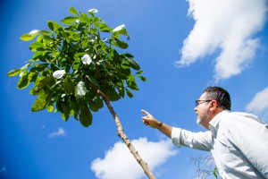 Imagem da notícia - Novas tecnologias aplicadas para a seringueira da Amazônia podem fazer a borracha natural voltar a ter importância econômica para a região