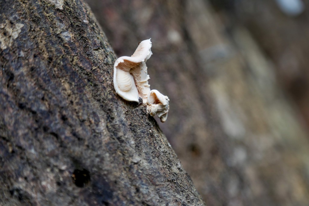 Cogumelo na madeira